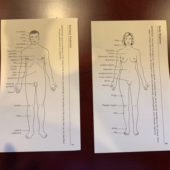 Study Cards - Human Anatomy - Picture 2 of 7